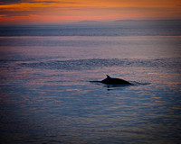 Sunrise Whale