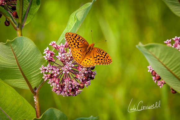 Carden Plain: Fritillary Butterfly