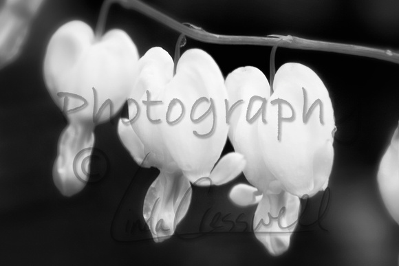 "black and white" flower "spring flower"  Ajax, Ontario, Canada,
