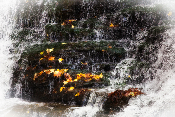 leaves Ajax, Ontario, Canada, fall "water fall"