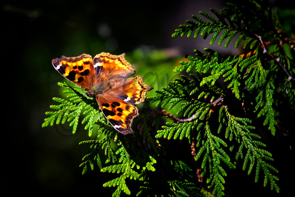 Compton Tortoiseshell Butterfly