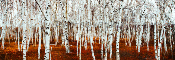 Birch Tree Panorama