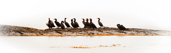 Cormorants Unite