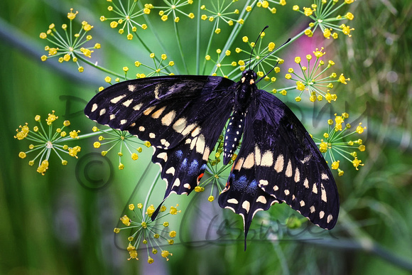 Black Swallowtail Butterfly 2