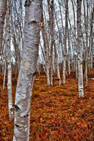 Birch Trees 2