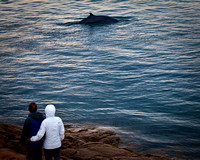 Whale Watching 1