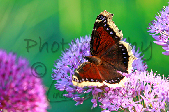 Mourning Cloak Butterfly 2