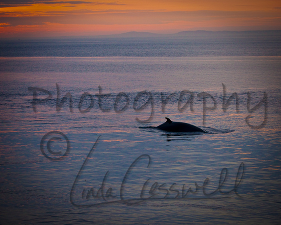 Sunrise Whale