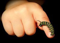The Monarch Caterpillar