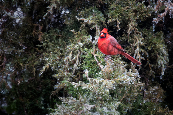 Male Cardinal 4