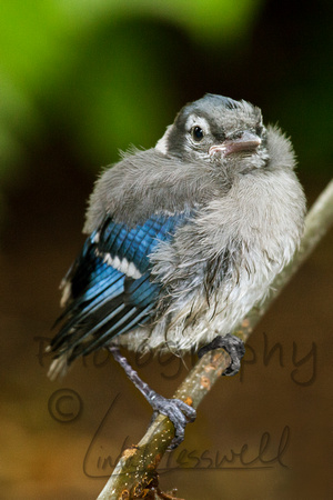Baby Blue Jay