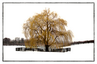 Weeping Willow 2