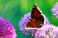 Mourning Cloak Butterfly 2