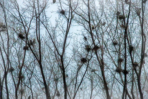 Black-crowned Night-Heron Colony