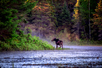 Algonquin Moose 2