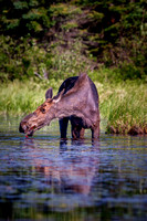 Algonquin Moose 3