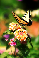 Eastern Tiger Swallowtail 1