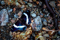 White Admiral Butterfly 2