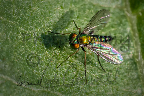 My Garden Dolichopodidae (Long-Legged Fly)