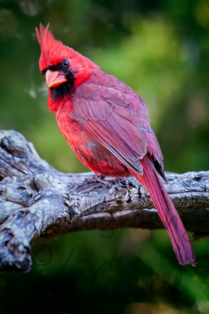 Red Cardinal 2