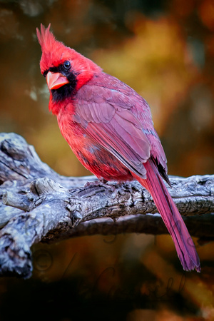 Red Cardinal 3