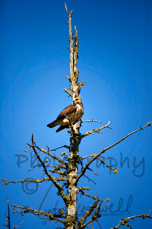 "Pukaskwa National Park" "Red Tailed Hawk"
