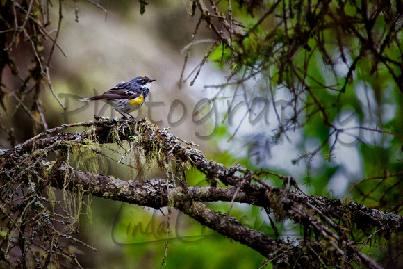 Yellow-rumped Warbler, Pakaskwa National Park