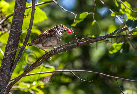 White-throated Sparrow Eating a Saskatoon Berry