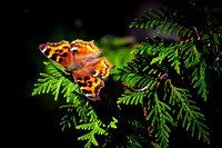 Compton Tortoiseshell Butterfly