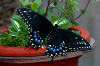 Black Swallowtail Butterfly 1