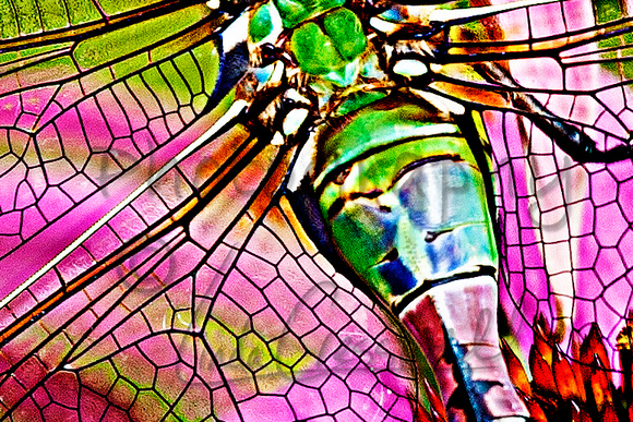 Dragonfly 6 Close up of Green Darner