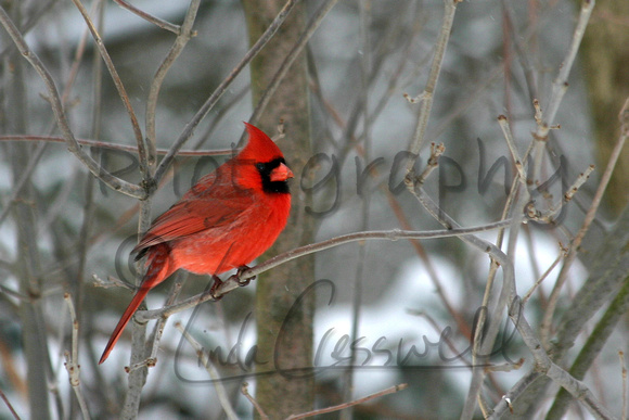 Red Cardinal 1