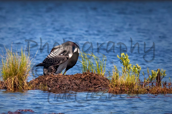 Loon on Nest Rolling Her Egg