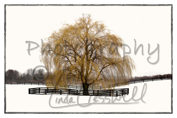 Weeping Willow 2