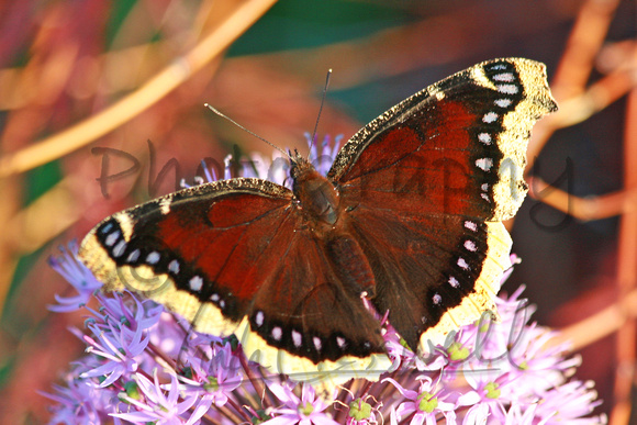 Mourning Cloak Butterfly 1