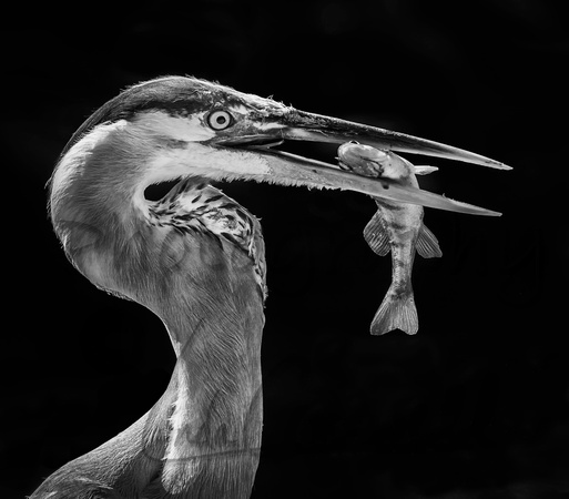 Blue Heron With Perch