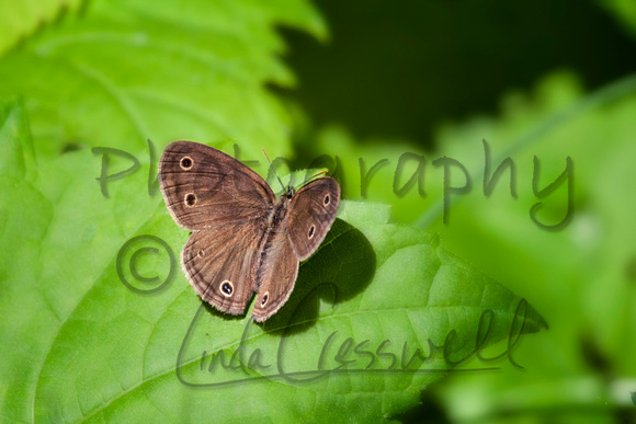 Little Wood Satyr Butterfly