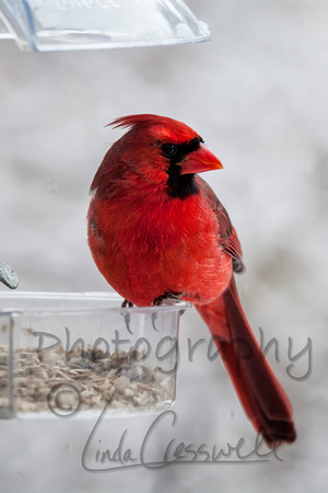 Male Cardinal at Window Feeder 1