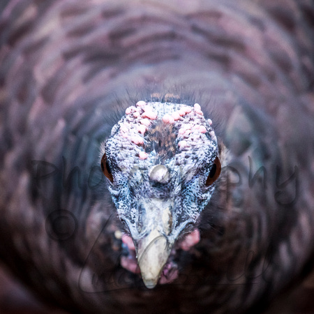 Female Turkey 1