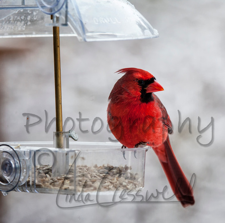Male Cardinal at Window Feeder 2