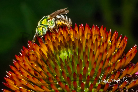 Bicolored striped-sweat bee
