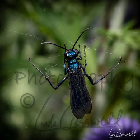 This is a Blue Mud Dauber and it's a wasp. They are not aggressive and are living in my garden. They buzz around me while I work in the garden and are beautiful to see in bright sunshine. They are ben