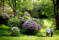 Royal Botanical Gardens Lilac Dell