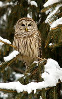 Barred Owl 2