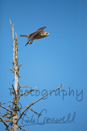 Red Tailed Hawk 3