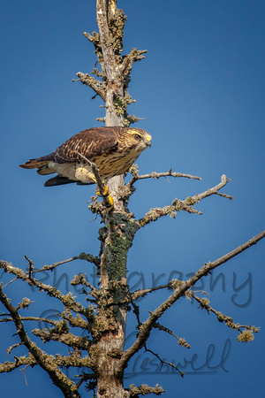 Red Tailed Hawk 2