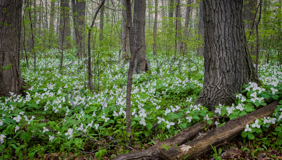 "Trillium Bed" First Place