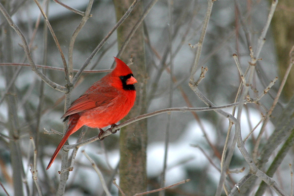 Red Cardinal 1