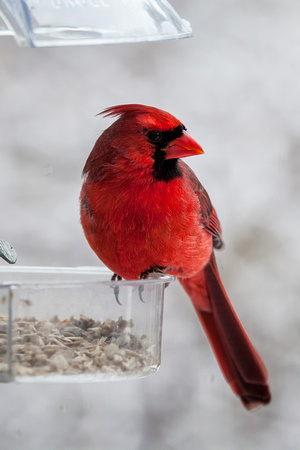 Red Cardinal at Window Feeder 1