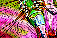 Dragonfly 6 Close up of Green Darner
